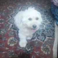 سگ پاکوتاه شیتزو تری باادب واکسن خورده