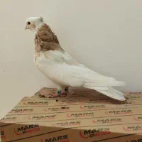 کبوتر نقابی خال قدیم