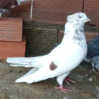 فروش کبوترنر