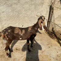 بز درگ باکستانی درجه یک قیمت 20 مقطوع