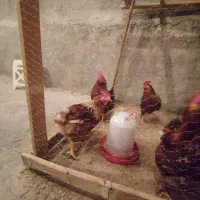 خروس نژاد سانپارس|حیوانات مزرعه|دهگلان, |دیوار