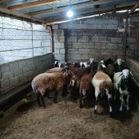 بره نیم گوشت پای پروار