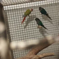 با سلام فروش گرینچک نره کار داد ضمانتی