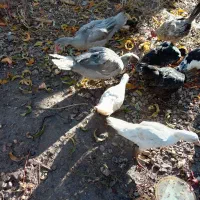 اوردک روسی نقراه ای و سفید سیاه|حیوانات مزرعه|سیلوانه, |دیوار