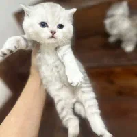 بچه گربه های اسکاتیش|گربه|تهران, بلوار کشاورز|دیوار