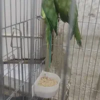 فقط طوطی سانان عروس ملنگو برزیلی کاسکو و...|پرنده|ملارد, |دیوار