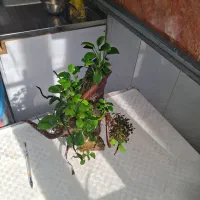 چوب ابنوس دکور انوبیاس بوسفلاندرا