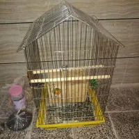 جفت طوطی برزیلی کله هلویی همراه با قفس و ۲تخم