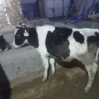 گوساله هلشتاین نر