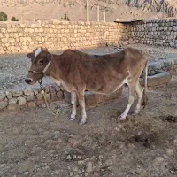 گاو وگوساله|حیوانات مزرعه|ایذه, |دیوار