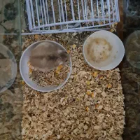 همستر مینیاتوری