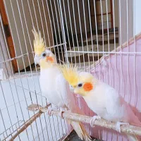 عروس هلندی لوتینو