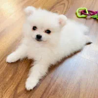 توله پامرانین خرسی یک گوله نمک|سگ|کرج, فاز ۲ مهرشهر|دیوار