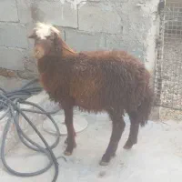 بزغالهدونه۵ملیونبرهنر۲۵کیلویی۶ملیونگوسفندچاق۵۰|حیوانات مزرعه|نهاوند, |دیوار