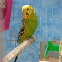 مرغ عشق خوشگل و سرحال