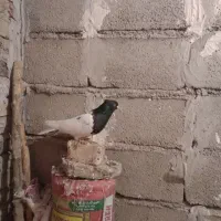 کله سیاه|پرنده|بیرانوند, |دیوار