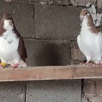 خوشرنگ سرخ و شصتی زرد