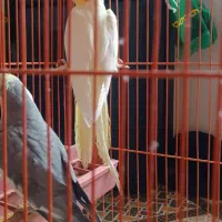 یک جفت عروس هلندی|پرنده|مهریز, |دیوار