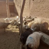گوشت گوسفند قوچ|خوردنی و آشامیدنی|یزد, |دیوار