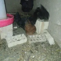 مرغ و چوری|حیوانات مزرعه|عسگران, |دیوار