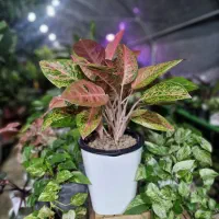 ویزیت گل و گیاه، تعویض خاک، خدمات گیاهپزشکی