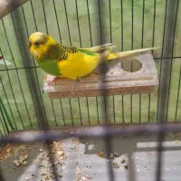 مرغ عشق|پرنده|مسجد سلیمان, |دیوار