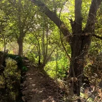 چوب|گل و گیاه طبیعی|جوانرود, |دیوار