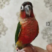 گرینچیک پاید سرخ ردچیک اناناسی مینت دایلوت