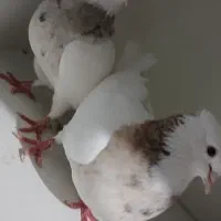 طوقی|پرنده|بدره, |دیوار