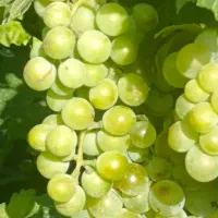 باغ-انگور-8000-متر-مربع-و-آب-موتور