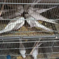 فروش عروس هلندی.برزیلی از سالن پرورش بازدید صحنه|پرنده|صحنه, |دیوار