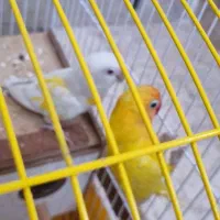 فروش یک جفت طوطی کوتوله