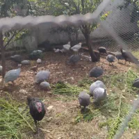 فروش بوقلمون ماده