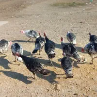 بوقلمون محلی