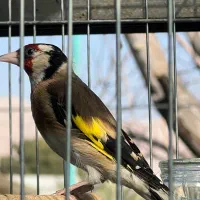 سقا سهره کرمانشاهی|پرنده|کرمان, |دیوار