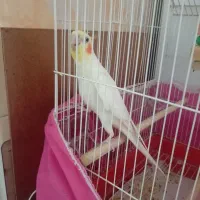 عروس هلندی
