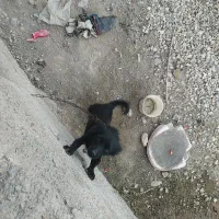 سگ پاکوتاه بازی گوش