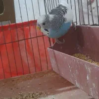 مرغ عشق مولد|پرنده|پاکدشت, خاتون آباد|دیوار