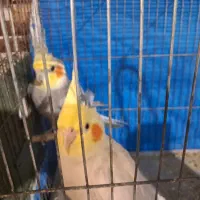 سلام فروش عروس هلندی