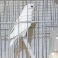 طوطی برزیلی نر معاوضه ماده فیشر یاجفت فنچ کینگ