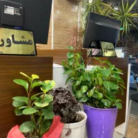 ۲۰ متر مغازه بر دوم رشتیان