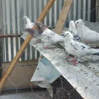 کفتر عالی عالی