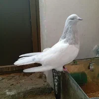 ماده درشت زینتی|پرنده|بانه, |دیوار