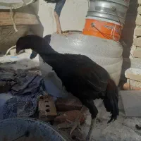 جوجه خروس لاری|حیوانات مزرعه|سلماس, |دیوار