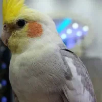 عروس هلندی سخنگو کاملا اهلی و دستی