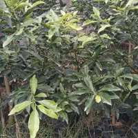 تولید انواع گلهای بیرونی وموز ومرکبات اصلاح  شده|خدمات باغبانی و درختکاری|نشتارود, |دیوار