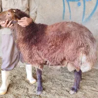 فروش قوچ
