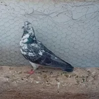 حیوون پرشی عالی