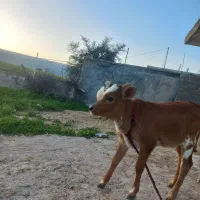 گاو‌|حیوانات مزرعه|ایذه, |دیوار