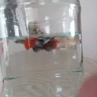 ماهی گوپی کمیاب  با تخفیف